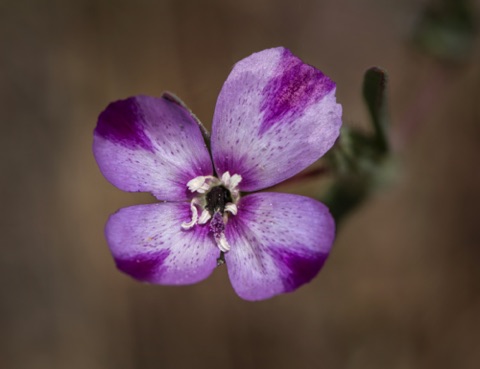 Purple Clarkia • Clarkia purpurea