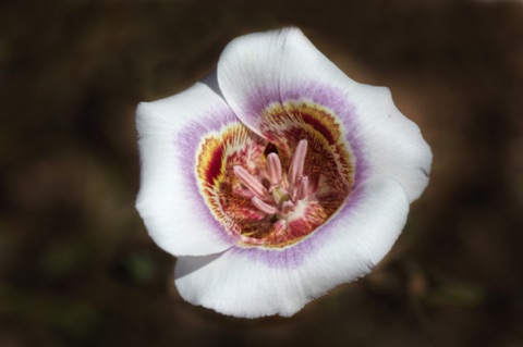 Clay Mariposa Lily • Calochortus argillosus