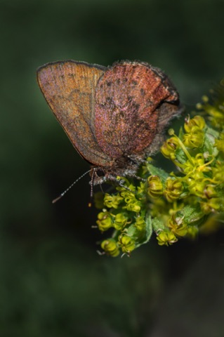Brown Elfin Butterfly on Common Lomatium