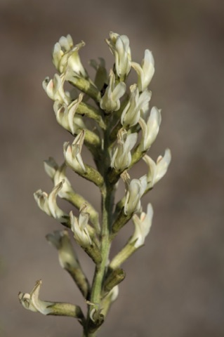 Freckled Milkvetch • Astragalus lentiginosus var nigricalens