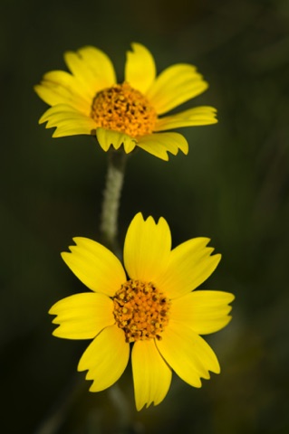 Hillside Daisy • Monolopia lanceolata