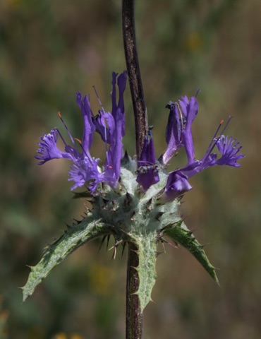 Sage Thistle • Salvia carduacea