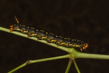 White Lined Sphinx Caterpillar