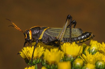 Lubber Grasshopper