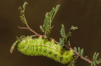 Rand's-Eyed Silkmoth Caterpillar