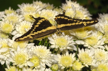 Western Giant Swallowtail