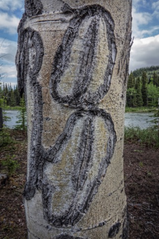 Moose scrapings on aspen tree