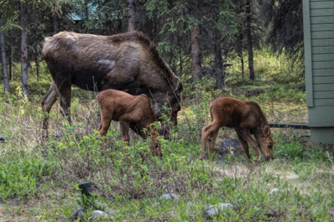 Mother moose with twins among our cabins