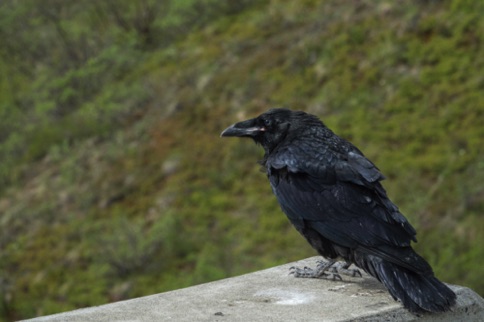 Raven on a bridge