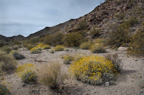 Brittle Bush in dry river bed