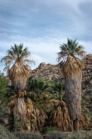 California native palm trees
