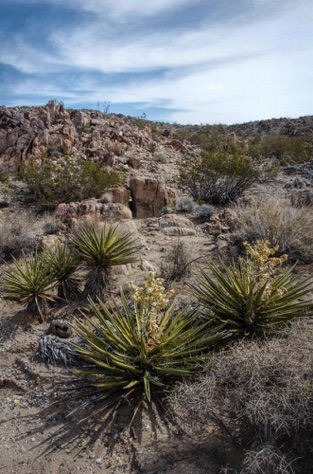 Mojave Yuccas