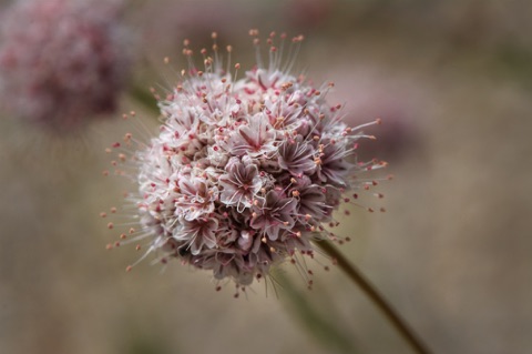 California Buckwheat • Erigonum fascilatum • Polygonaceae (Buckwheat)