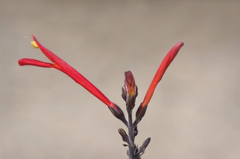 Chuparosa • Beloperone californica • Acanthaceae (Achanthus)