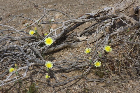 Desert Dandelion • Malcothrix glabrata