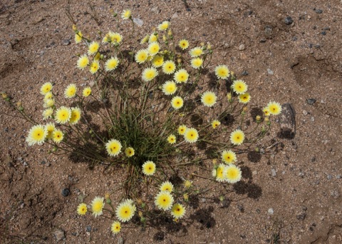 Desert Dandelion • Malcothrix glabrata