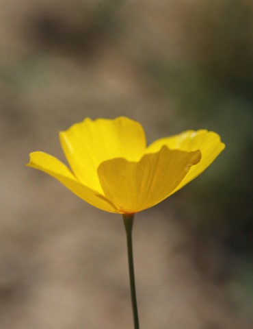 Desert Gold Poppy • Eschscholzia glyptosperma