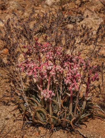 Desert Live-Forever • Dudleya saxosa • Crassulaceae (Stonecrop)