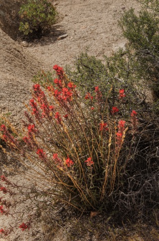 Desert Paintbrush • Castilleja chromosa
