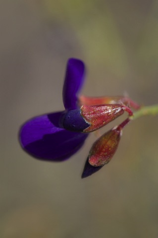 Indigo Bush • Psorothamnus arborescens • Fabaceae (Pea)