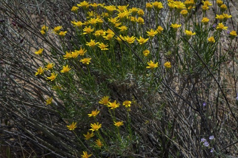 Interior Goldenbush • Ericameria linearifolia