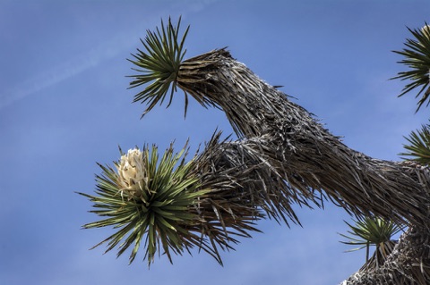 Joshua Tree • Yucca brevifolia