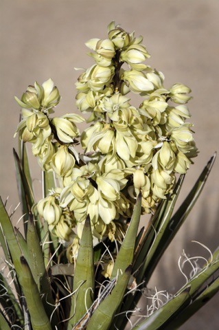 Mojave Yucca • Yucca shidigera • Liliaceae (Lily)