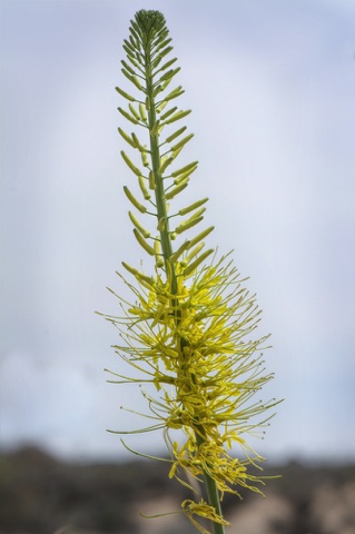 Prince's Plume • Stanleya pinnata • Brassicaceae (Mustard)