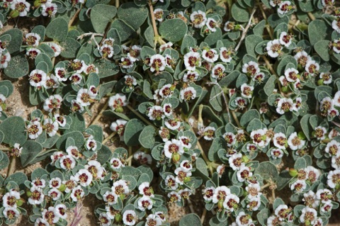 Rattlesnake Weed • Chamaesyce albomarginata • Euphorbiaceae (Spurge)