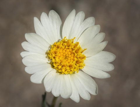 White Tidy Tip • Layia glandulosa • Asteraceae (Sunflower)