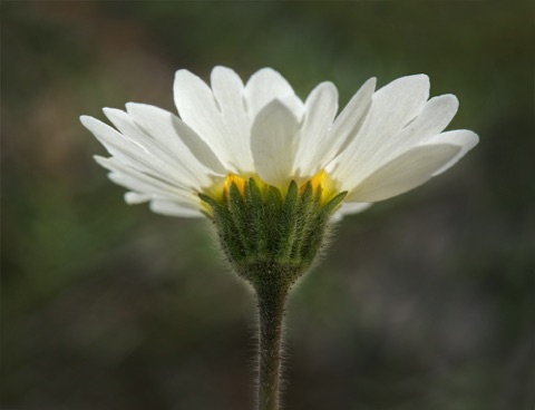White Tidy Tip • Layia glandulosa • Asteraceae