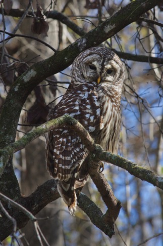 Barred Owl • Strix vavia