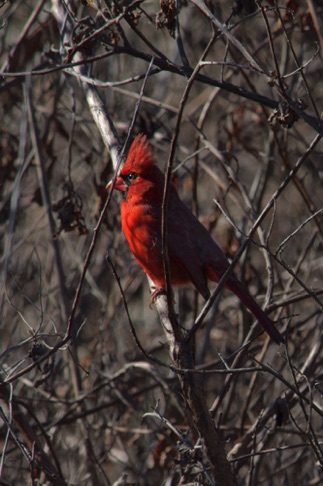 Northern Cardinal • Cardinalis cardinalis