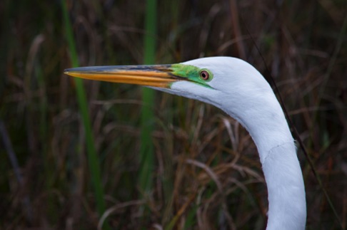 Great Egret • Area alba