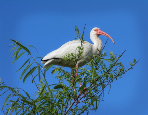 White Ibis • Eudocimus albus