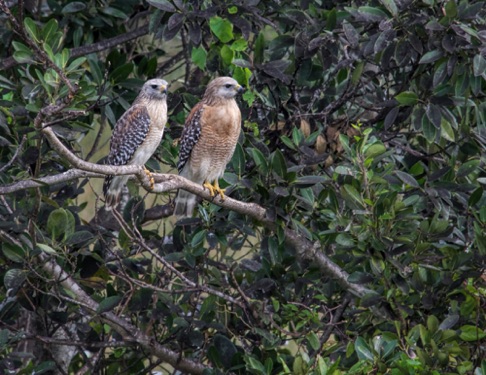 Red Shouldered Hawks • Buteo lineatus