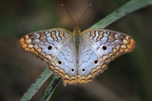 White Peacock Butterfly • Anartia jatrophae