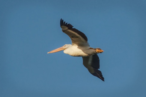 American White Pelican • Pelecanos erythrorhynchos