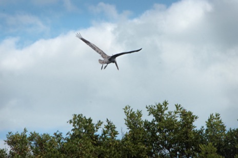 Brown Pelican, Biscayne Bay National Park