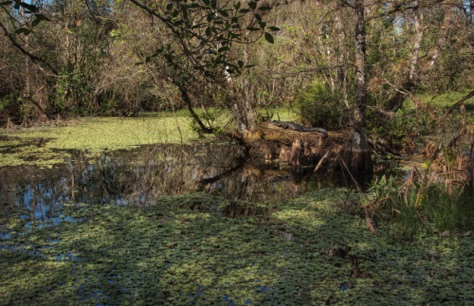 Corkscrew Swamp Sanctuary
Cypress and alligator