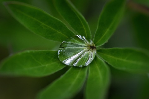 Lupine Leaf 2