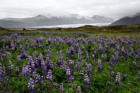Nootka Lupine and the glacier