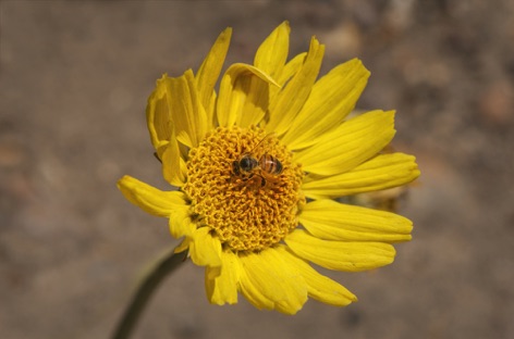 Bee on Narrow-Leafed Balsamroot