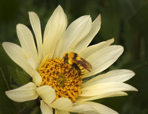 Bee on White Balsamroot