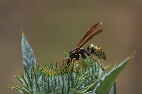 Wasp on Thistle