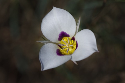 Bruneau Mariposa Lily • Calochortus bruneaunis
Lily Family