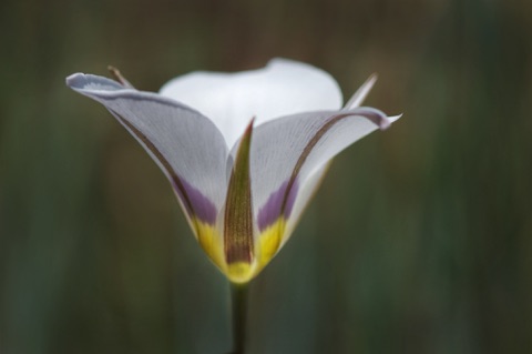 Bruneau Mariposa Lily • Calochortus bruneaunis