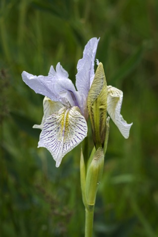 Western Blue Flag • Iris missouriensis
Iris Famly