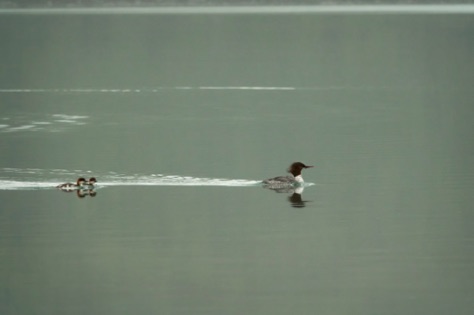 Red-breasted Mergansers on Naknek Lake