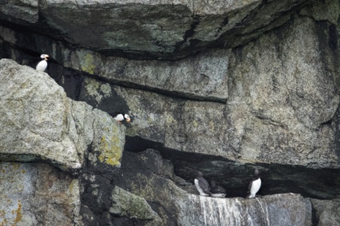Horned Puffins and Common Murres